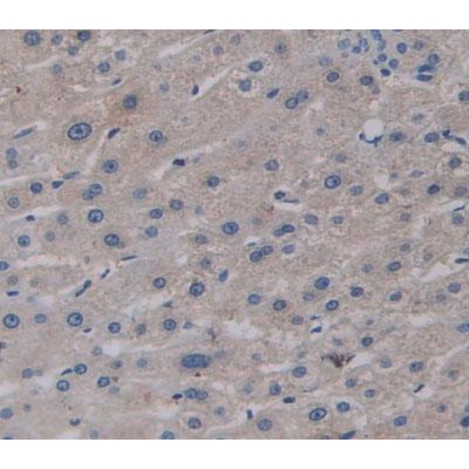 Geranylgeranyl Diphosphate Synthase 1 (GGPS1) Human Polyclonal Antibody