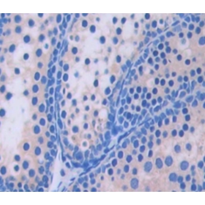 Geranylgeranyl Diphosphate Synthase 1 (GGPS1) Mouse Polyclonal Antibody