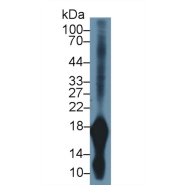 Gastrokine 1 (GKN1) Mouse Polyclonal Antibody