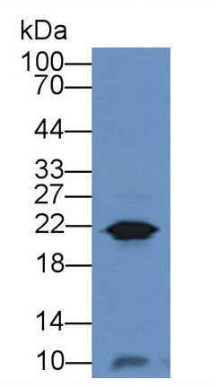 Gastrokine 1 (GKN1) Pig Polyclonal Antibody