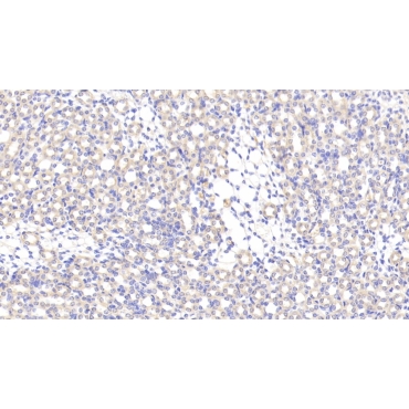 Glyoxalase I (GLO1) Mouse Polyclonal Antibody
