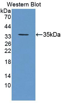 Geminin (GMNN) Rat Polyclonal Antibody