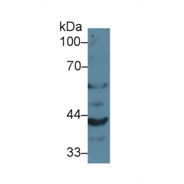 Granulin (GRN) Mouse Polyclonal Antibody