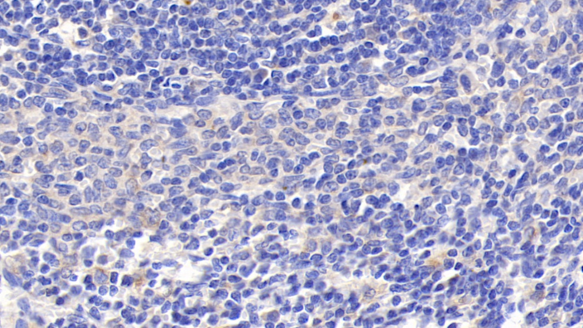 Granulin (GRN) Rat Polyclonal Antibody