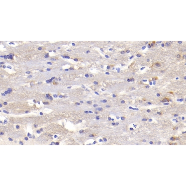 Heart And Neural Crest Derivatives Expressed Protein 1 (HAND1) Mouse Polyclonal Antibody