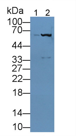 Hyaluronan Synthase 1 (HAS1) Rat Polyclonal Antibody