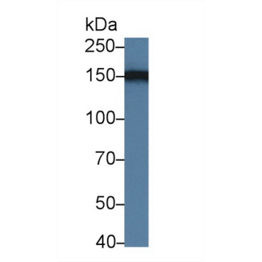High Density Lipoprotein Binding Protein (HDLBP) Human Polyclonal Antibody