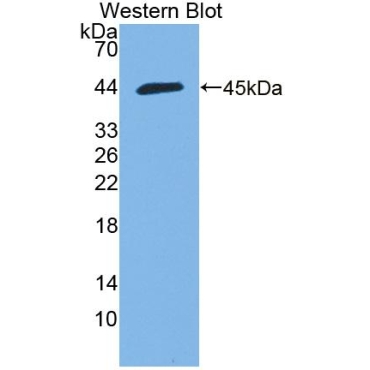 Hemicentin 1 (HMCN1) Mouse Polyclonal Antibody