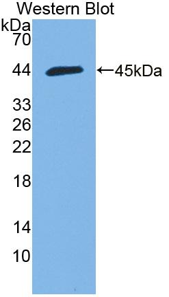 Hemicentin 1 (HMCN1) Mouse Polyclonal Antibody