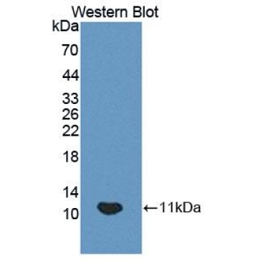 Homeodomain Only Protein (HOP) Mouse Polyclonal Antibody