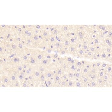 Histidine Rich Glycoprotein (HRG) Mouse Polyclonal Antibody