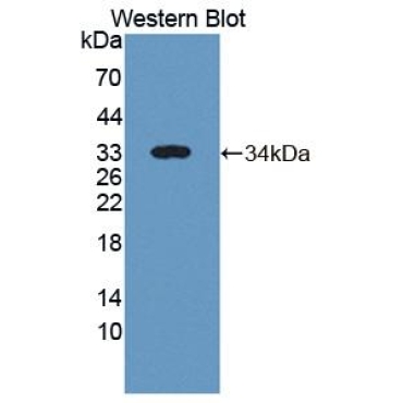 Intestinal Cell Kinase (ICK) Mouse Polyclonal Antibody