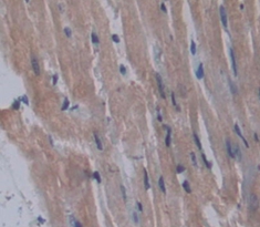 Intestinal Cell Kinase (ICK) Rat Polyclonal Antibody
