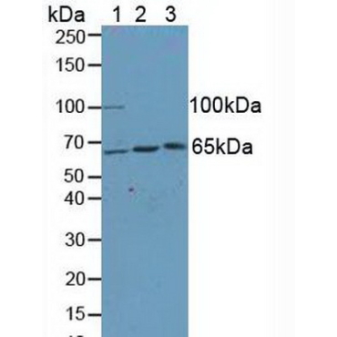 Kinesin Light Chain 1 (KLC1) Human Polyclonal Antibody