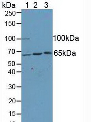 Kinesin Light Chain 1 (KLC1) Human Polyclonal Antibody