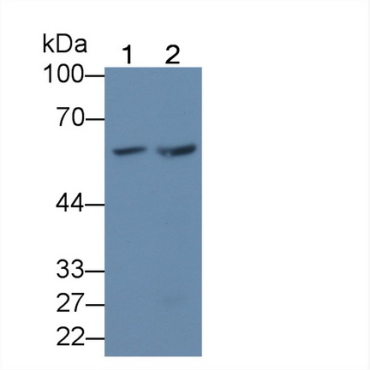 Karyopherin Alpha 3 (KPNa3) Human Polyclonal Antibody