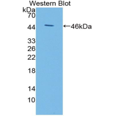 Kisspeptin 1 (KISS1) Mouse Polyclonal Antibody