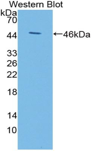 Kisspeptin 1 (KISS1) Mouse Polyclonal Antibody