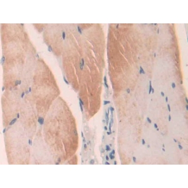 Legumain (LGMN) Mouse Polyclonal Antibody