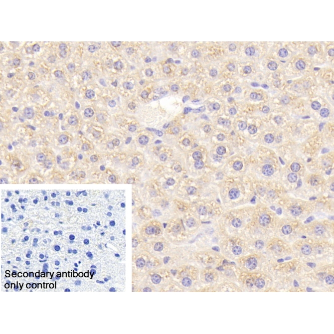 Eukaryotic translation initiation factor 2D (EIF2D) Mouse Polyclonal Antibody