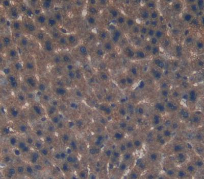 Eukaryotic translation initiation factor 2D (EIF2D) Rat Polyclonal Antibody