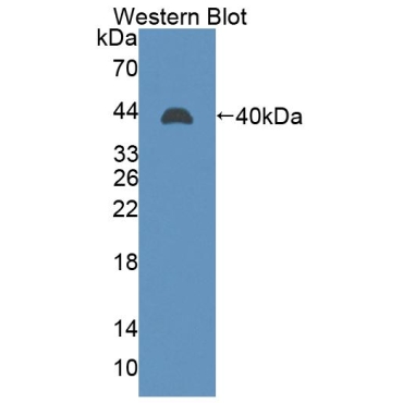Lens Intrinsic Membrane Protein 2 (LIM2) Mouse Polyclonal Antibody