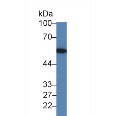 Lectin, Mannose Binding 1 (LMAN1) Human Polyclonal Antibody
