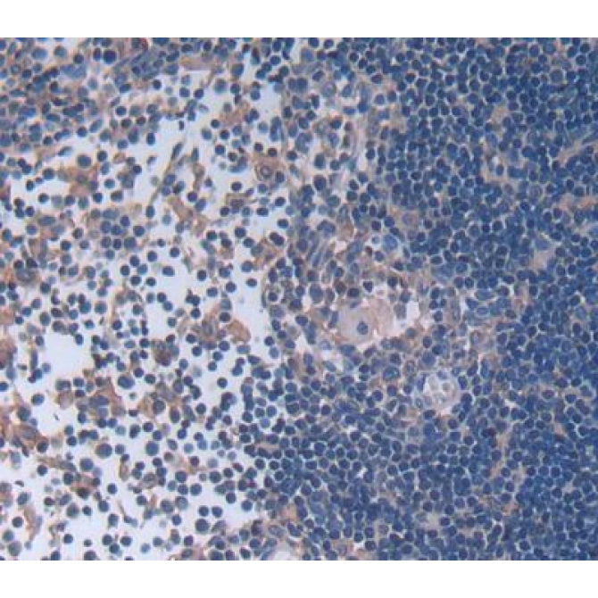Leupaxin (LPXN) Mouse Polyclonal Antibody