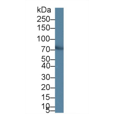 Leucine Rich Repeats And Death Domain Containing Protein (LRDD) Mouse Polyclonal Antibody