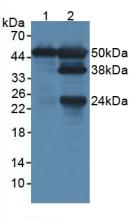 Lymphocyte Specific Protein 1 (LSP1) Rat Polyclonal Antibody