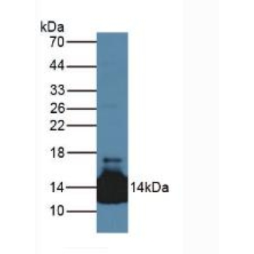 Lacritin (LACRT) Human Polyclonal Antibody