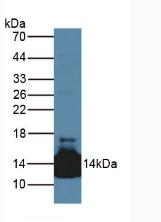 Lacritin (LACRT) Human Polyclonal Antibody
