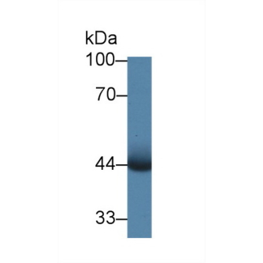 Pim-1 Oncogene (PIM1) Mouse Polyclonal Antibody
