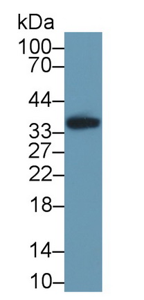 Pim-1 Oncogene (PIM1) Rat Polyclonal Antibody