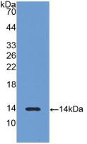 Luteinizing Hormone Beta Polypeptide (LHb) Rat Polyclonal Antibody