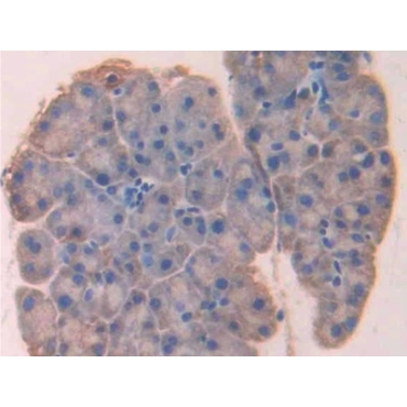 Lysyl Oxidase (LOX) Mouse Polyclonal Antibody