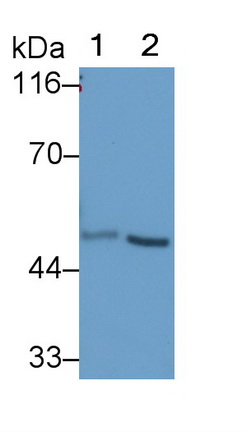 Ubiquitin Associated Protein 1 (UBAP1) Mouse Polyclonal Antibody