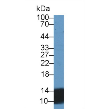 Urocortin 2 (UCN2) Human Polyclonal Antibody