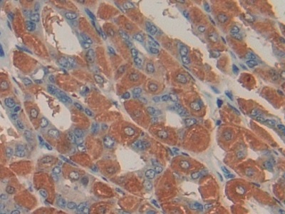 Urocortin 2 (UCN2) Mouse Polyclonal Antibody