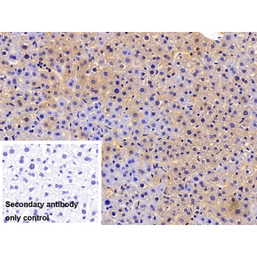 Beta-ureidopropionase (UPB1) Mouse Polyclonal Antibody