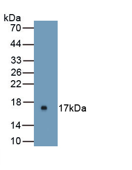 Uroplakin 1A (UPK1A) Mouse Polyclonal Antibody