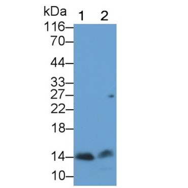 Ubiquinol Cytochrome C Reductase Binding Protein (UQCRB) Human Polyclonal Antibody