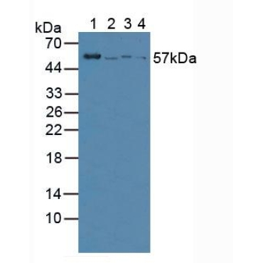 Vanin 1 (VNN1) Human Polyclonal Antibody