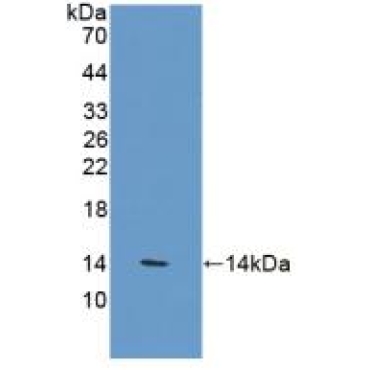 Vanin 1 (VNN1) Human Polyclonal Antibody
