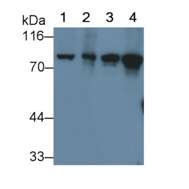 Valosin Containing Protein (VCP) Human Polyclonal Antibody