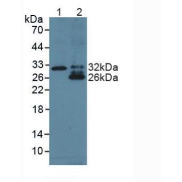 TNF Like Ligand 1A (TL1A) Human Polyclonal Antibody