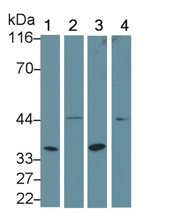 X-Box Binding Protein 1 (XBP1) Mouse Polyclonal Antibody