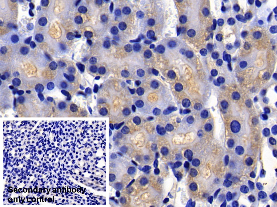 X-linked Inhibitor Of Apoptosis Protein (XIAP) Mouse Polyclonal Antibody
