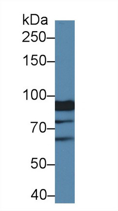 Xylosyltransferase II (XYLT2) Mouse Polyclonal Antibody