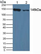 Xanthine Dehydrogenase (XDH) Mouse Polyclonal Antibody